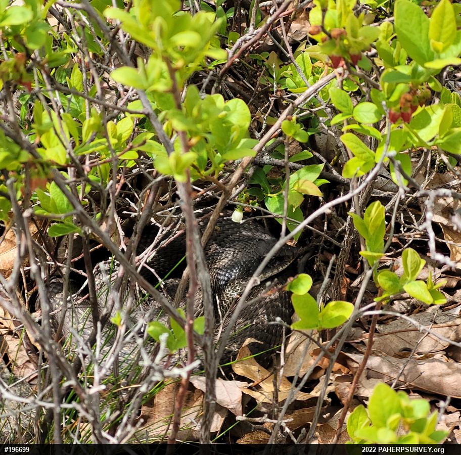 Eastern Hog-nosed Snake