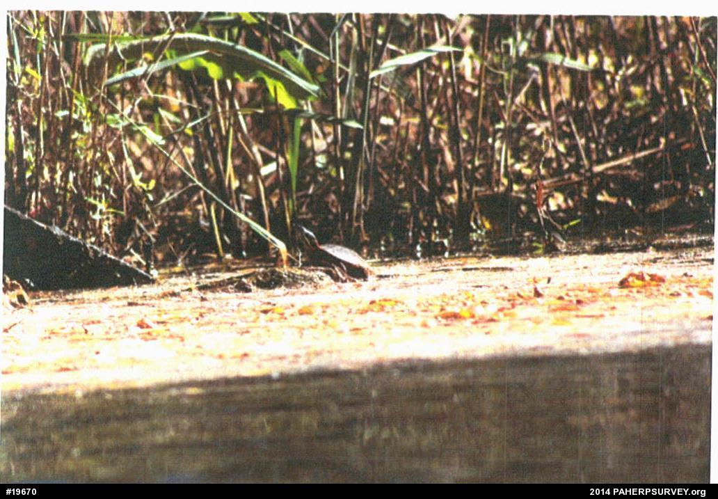 Painted Turtle