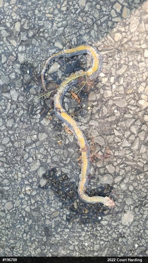 Northern Ring-necked Snake