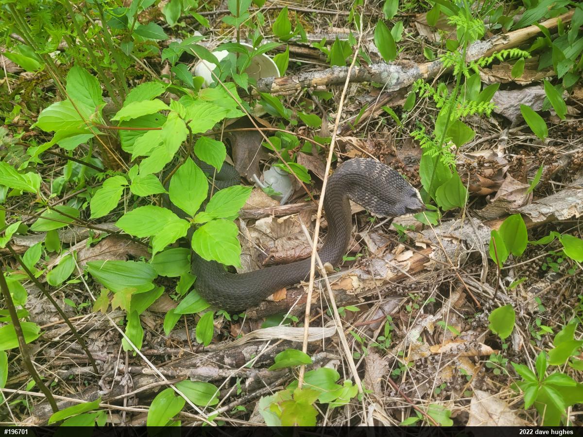 Eastern Hog-nosed Snake