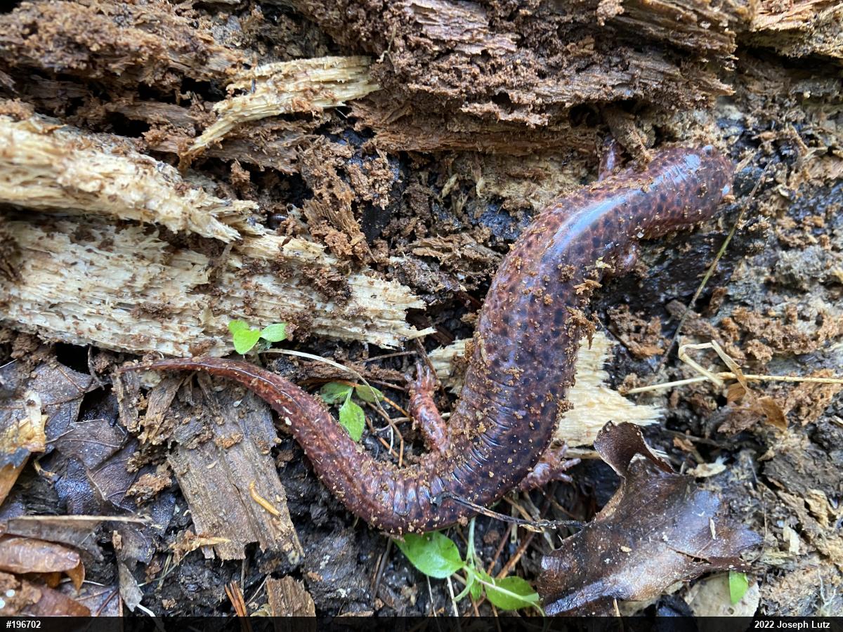 Northern Red Salamander