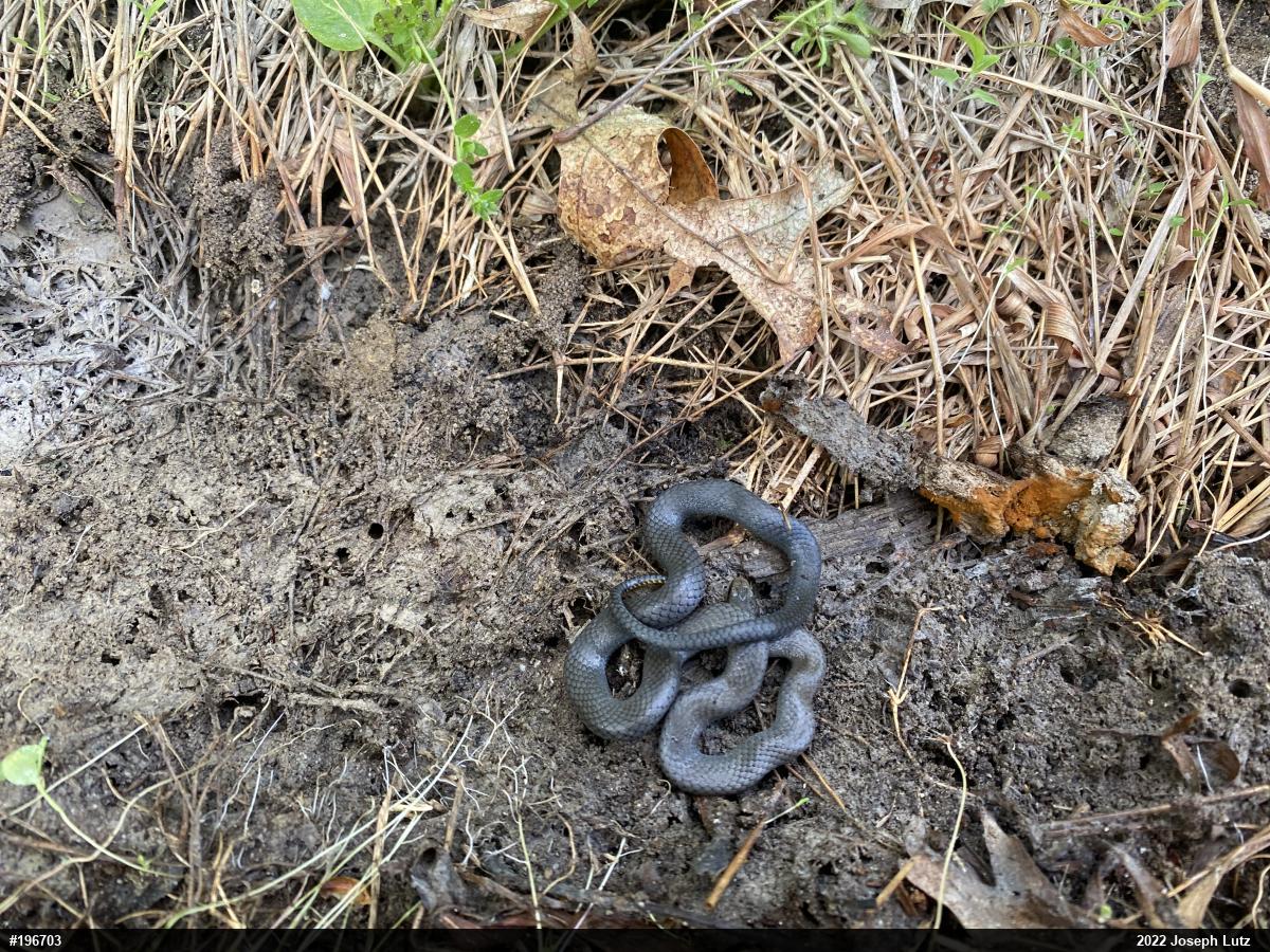 Northern Ring-necked Snake