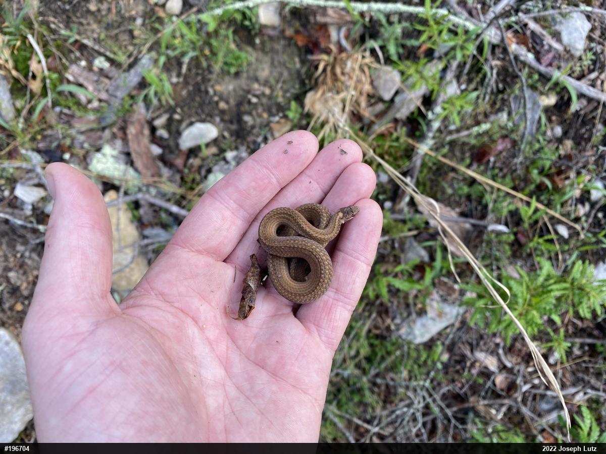 Red-bellied Snake