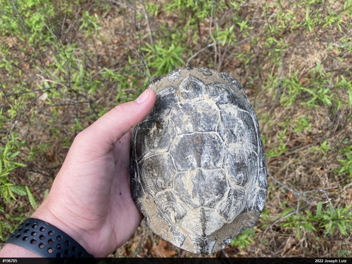 Wood Turtle