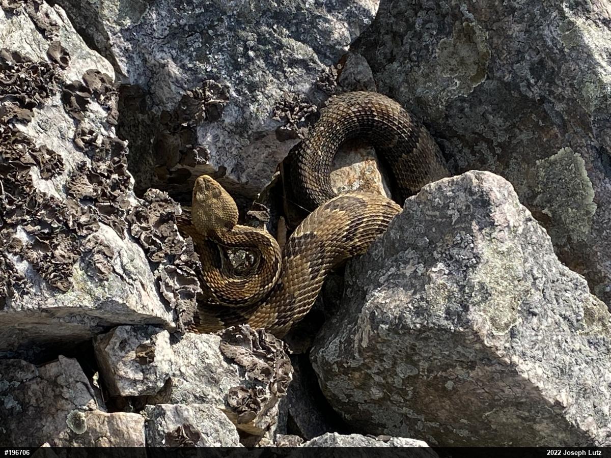 Timber Rattlesnake