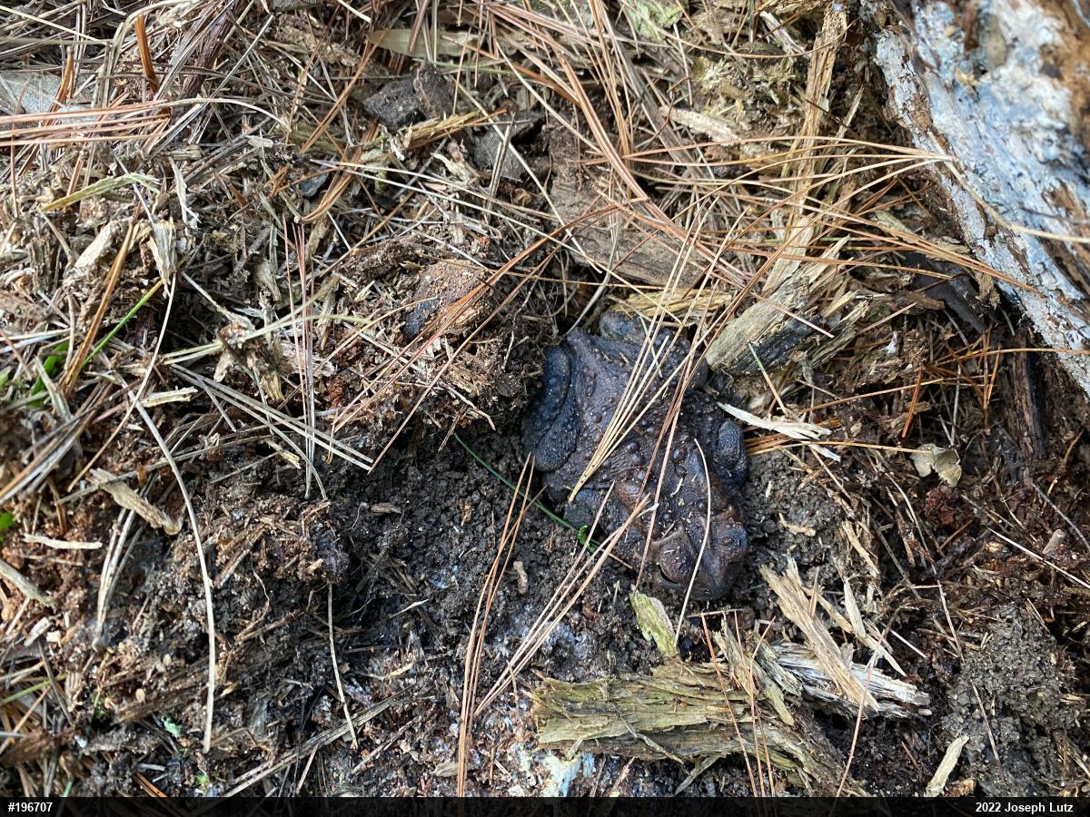 Eastern American Toad