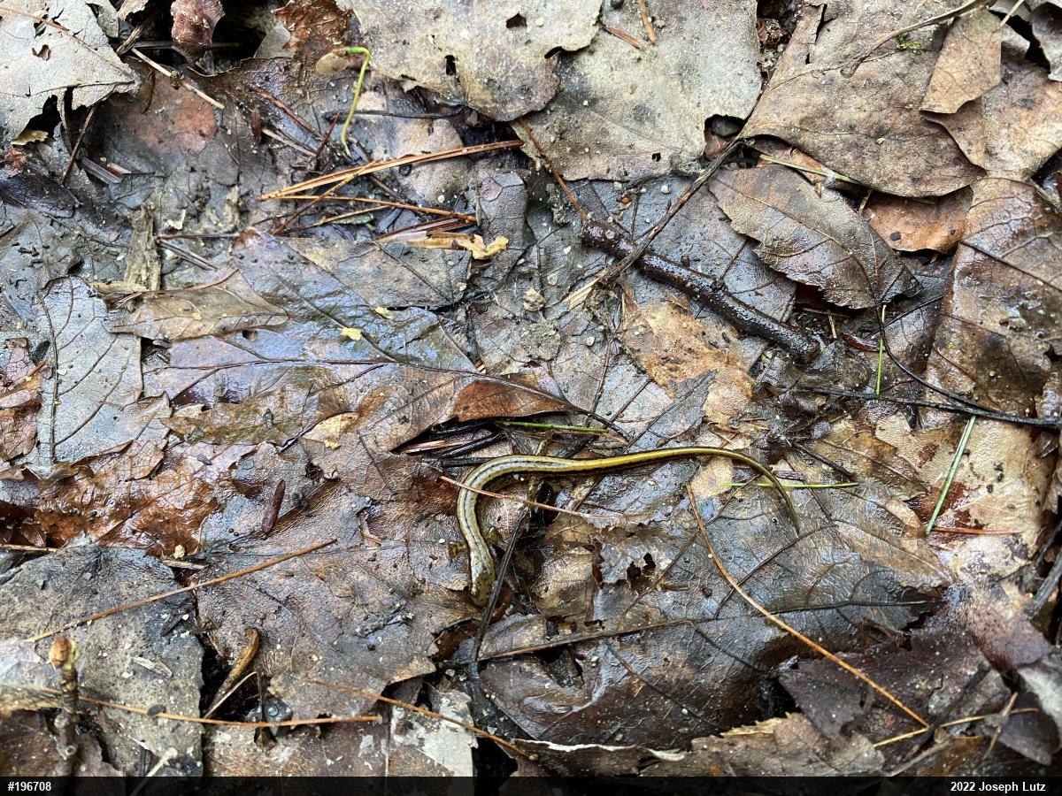 Northern Two-lined Salamander