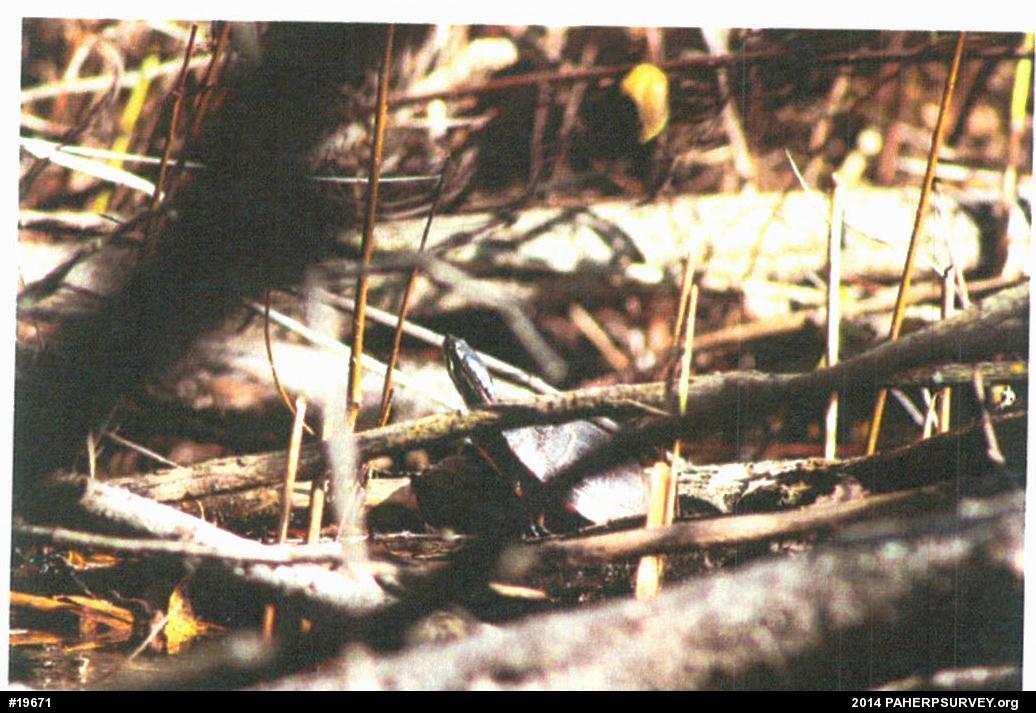 Painted Turtle