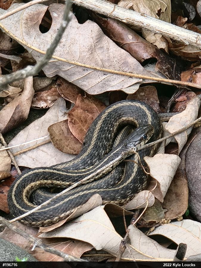 Eastern Gartersnake