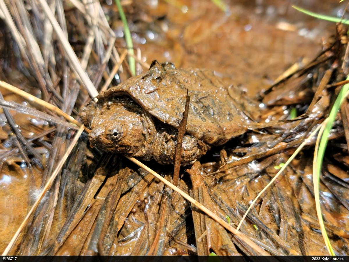 Snapping Turtle