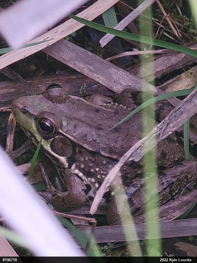 Green Frog