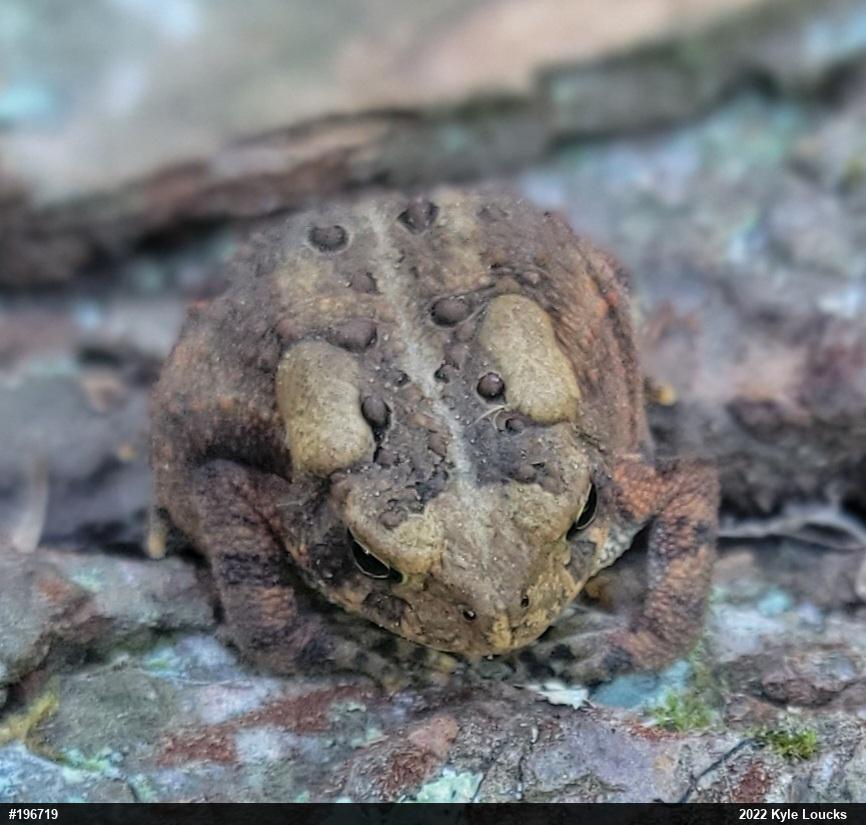 Eastern American Toad
