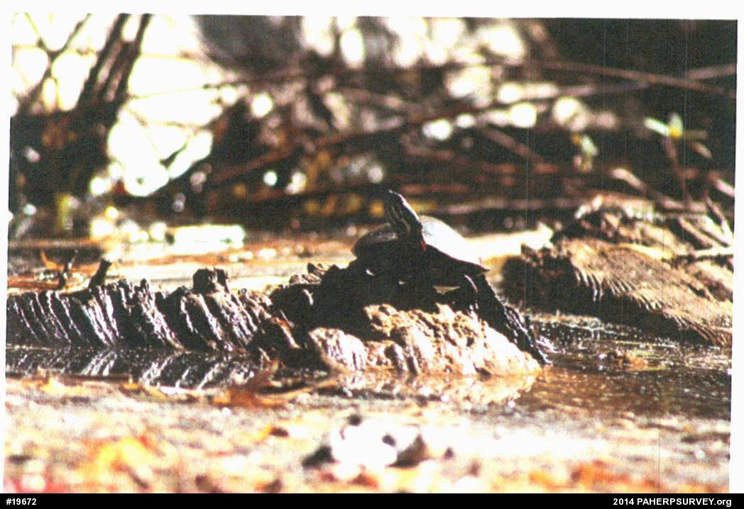 Painted Turtle