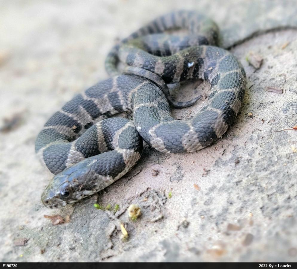 Northern Watersnake