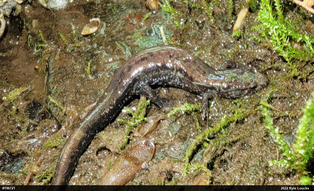 Allegheny Mountain Dusky Salamander