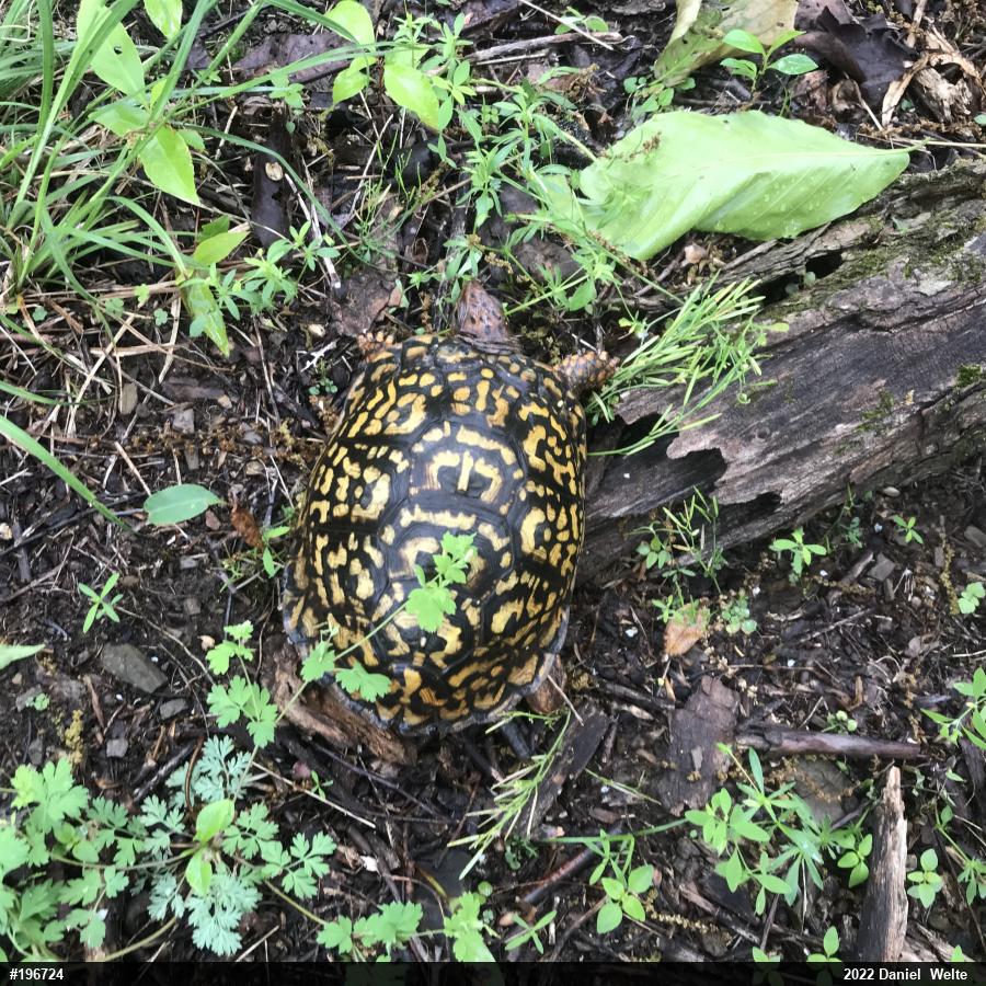 Eastern Box Turtle