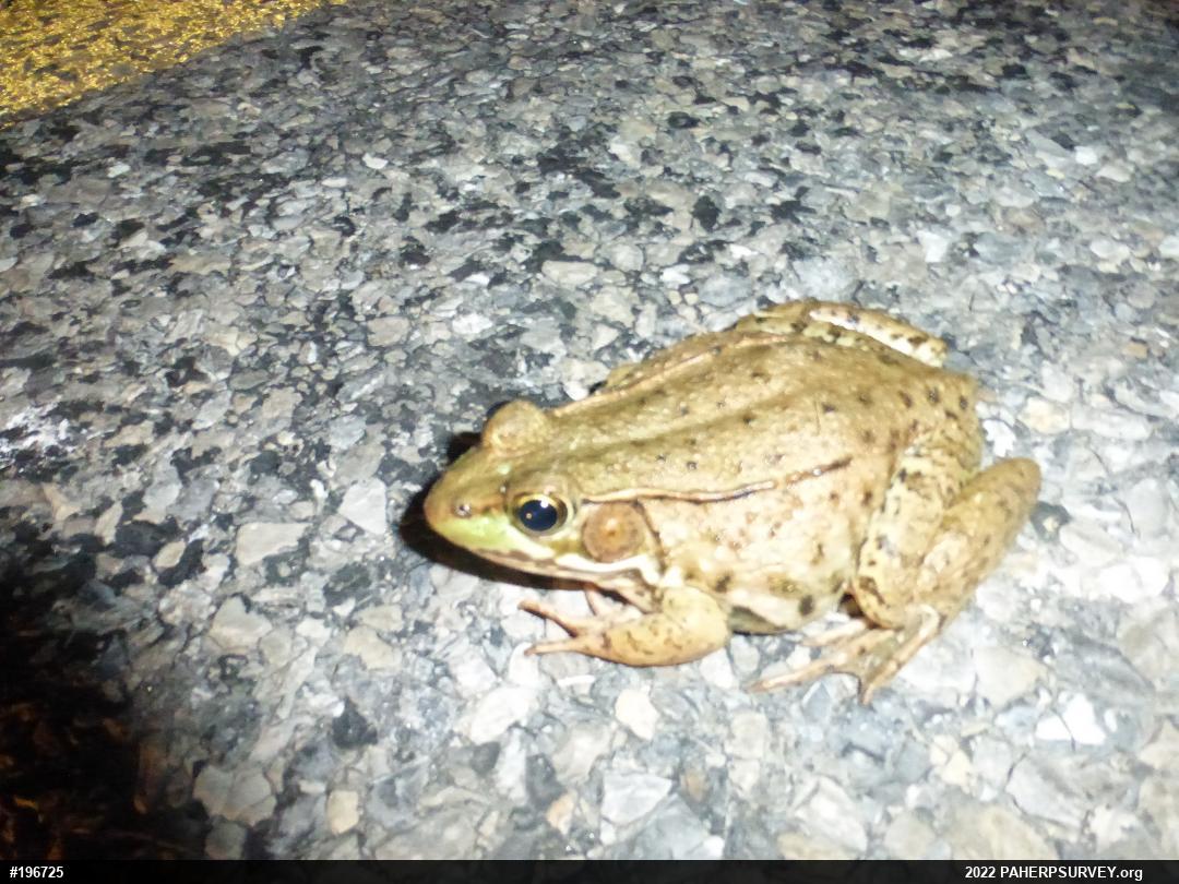 Green Frog