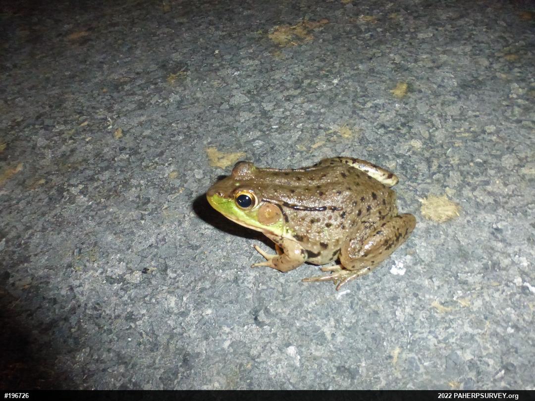 Green Frog