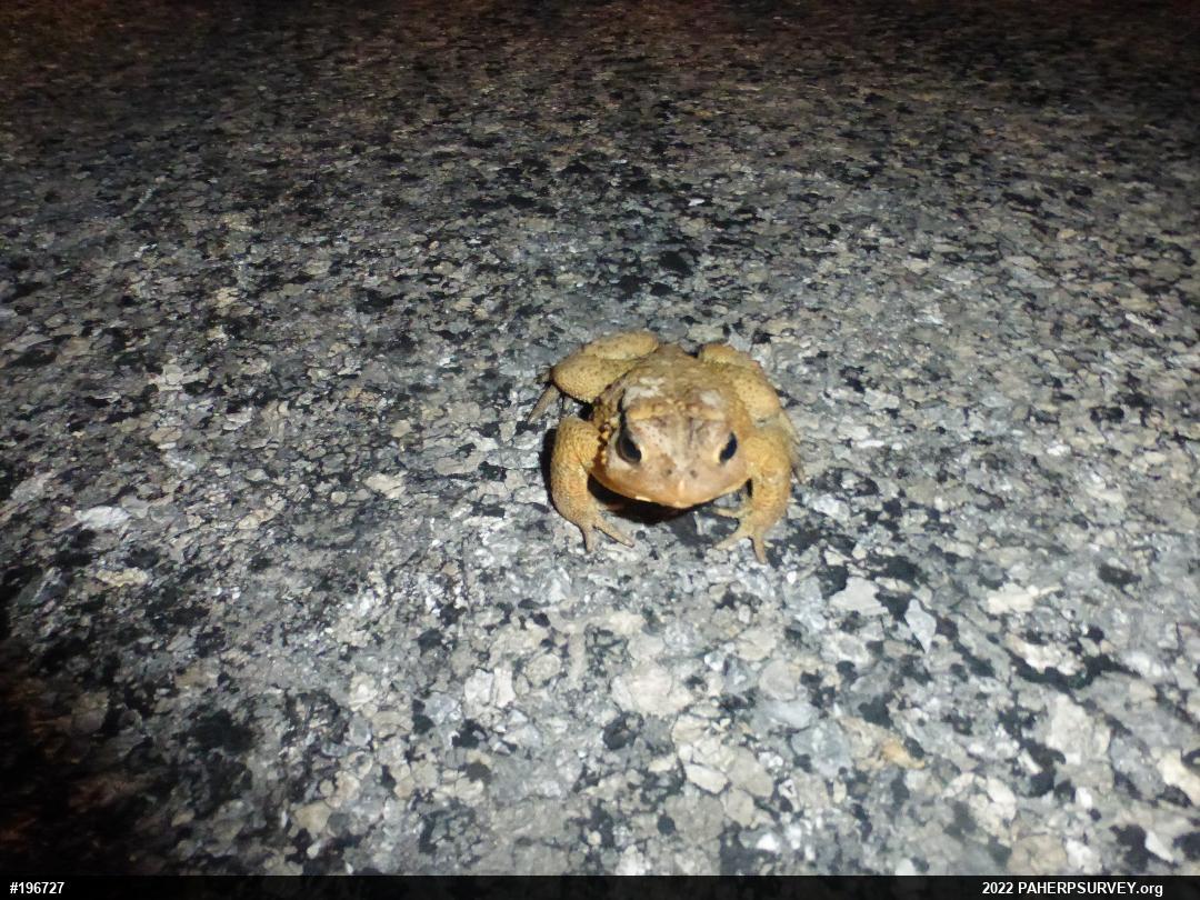 Eastern American Toad