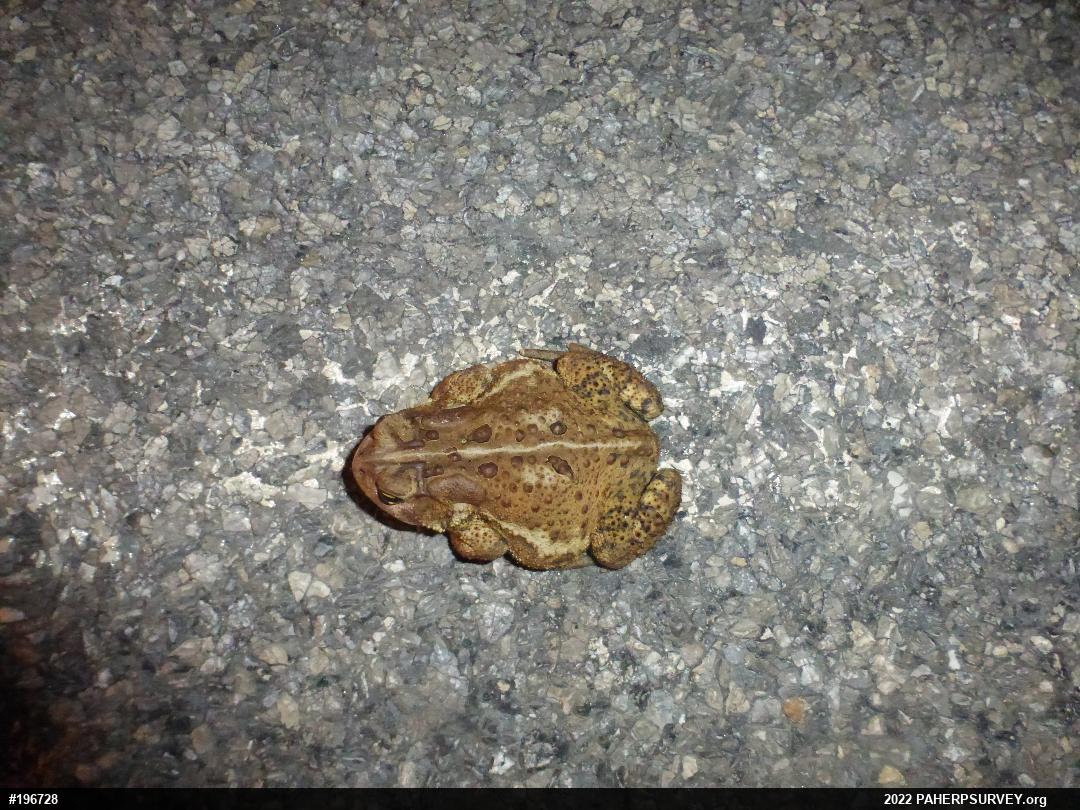 Eastern American Toad