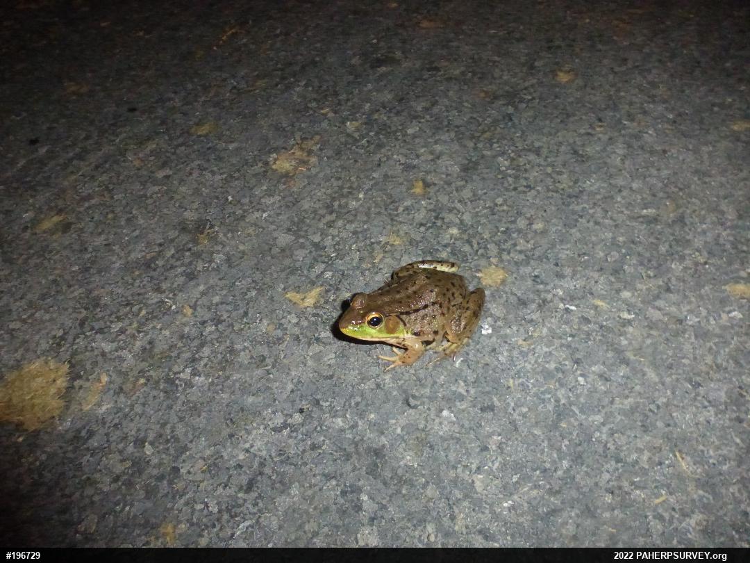 Green Frog