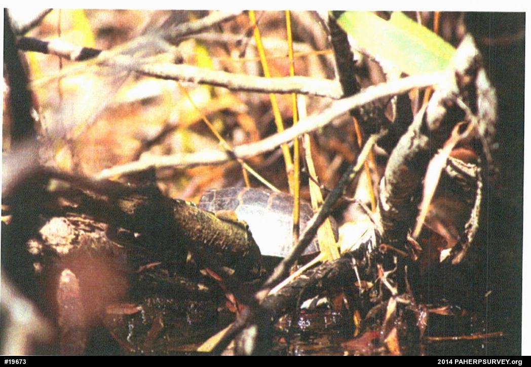 Painted Turtle