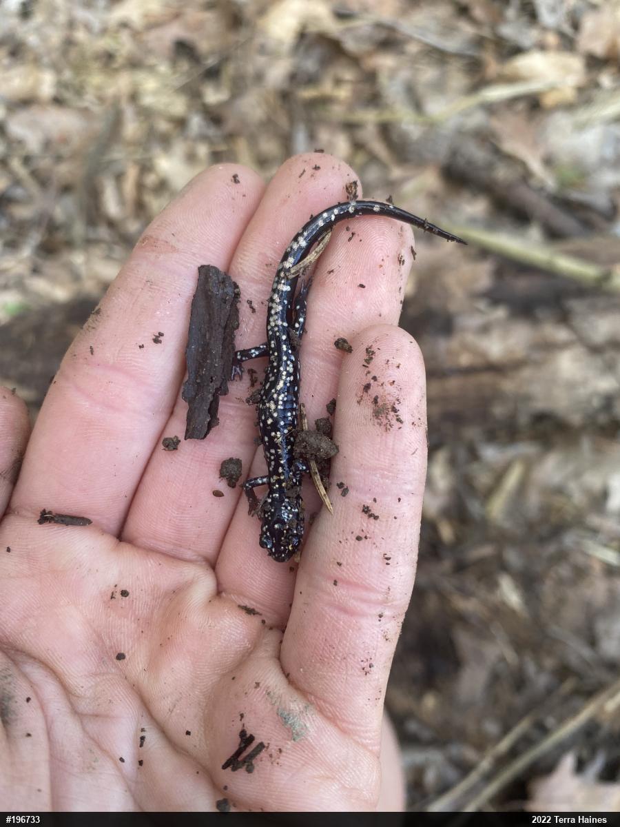 Northern Slimy Salamander