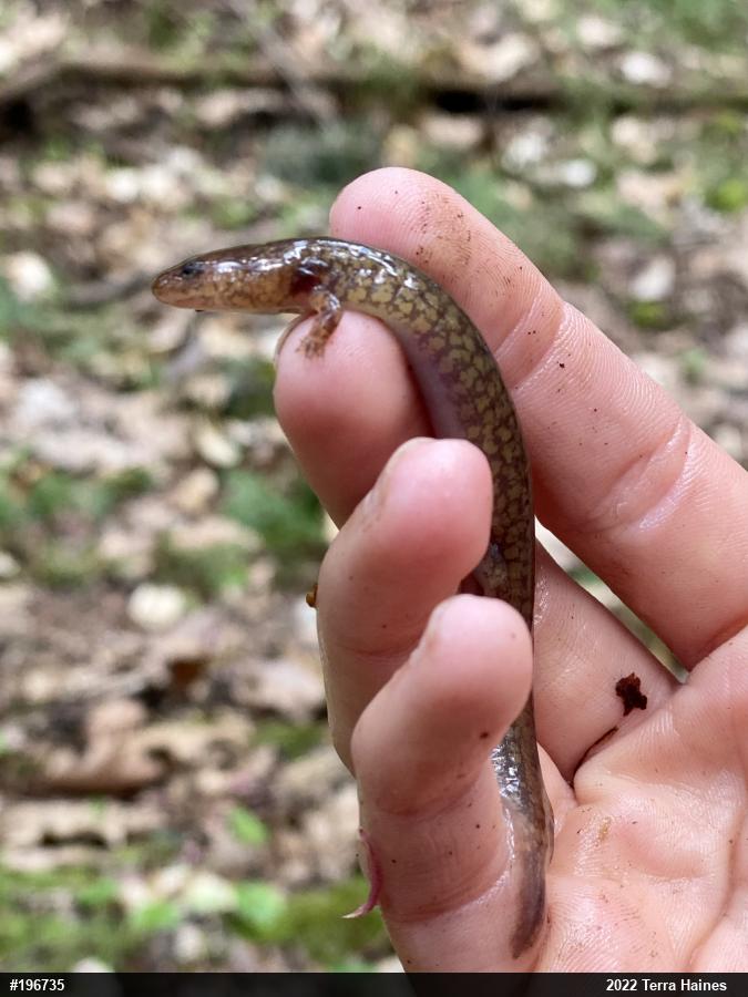 Northern Spring Salamander