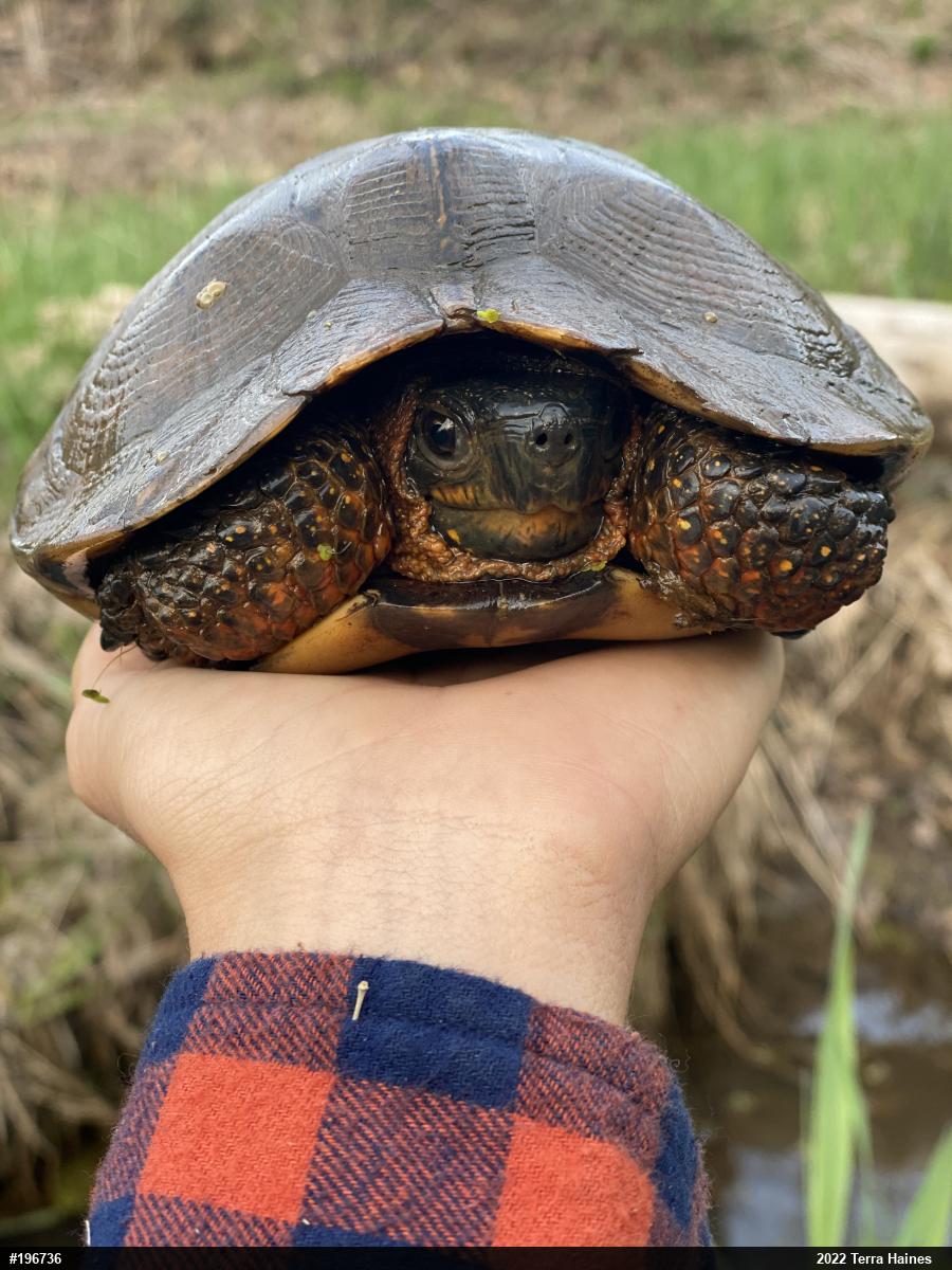 Wood Turtle