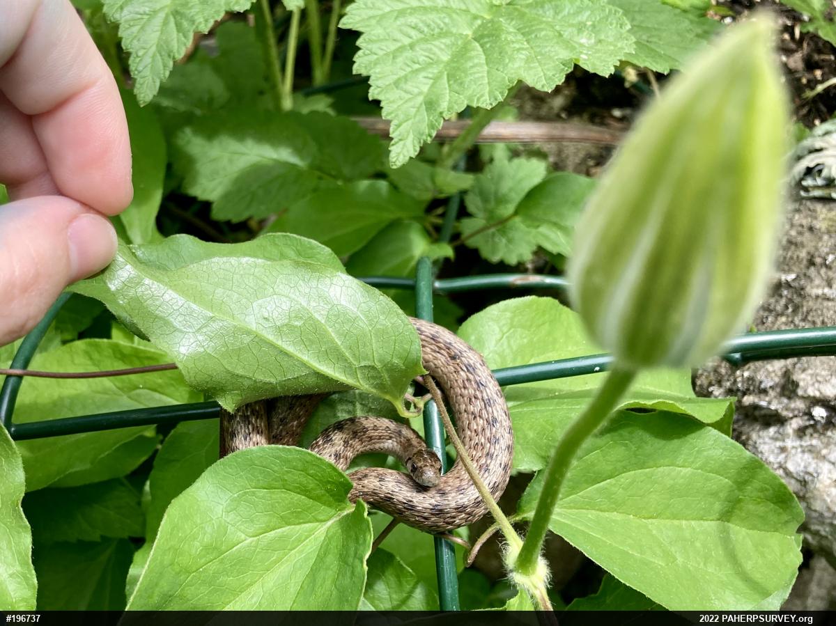 Dekay's Brownsnake