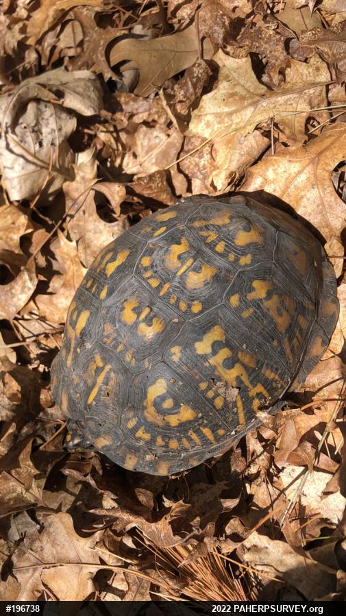 Eastern Box Turtle