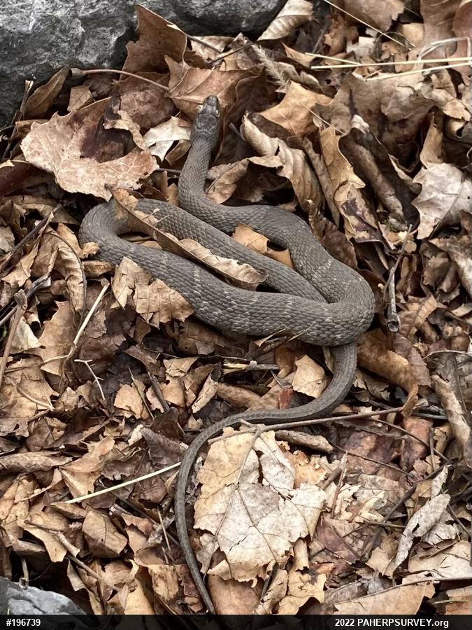 Northern Watersnake