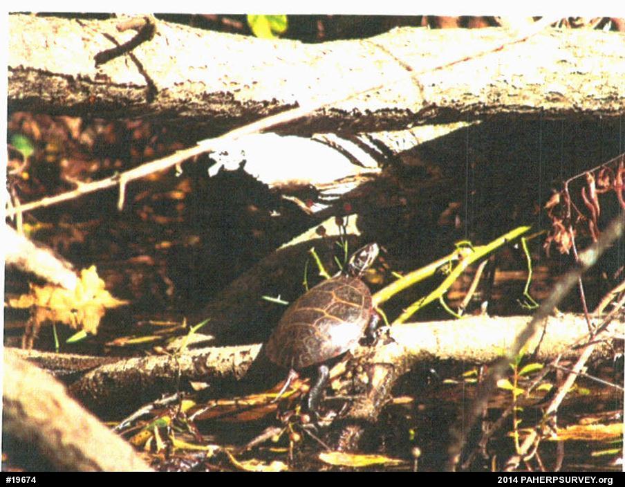 Painted Turtle