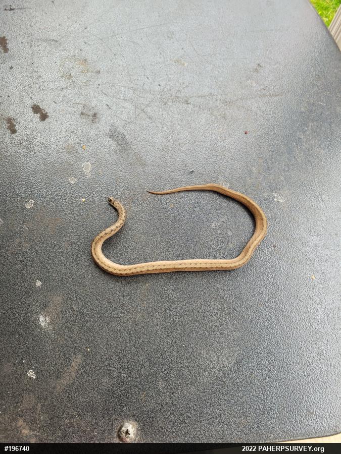 Dekay's Brownsnake