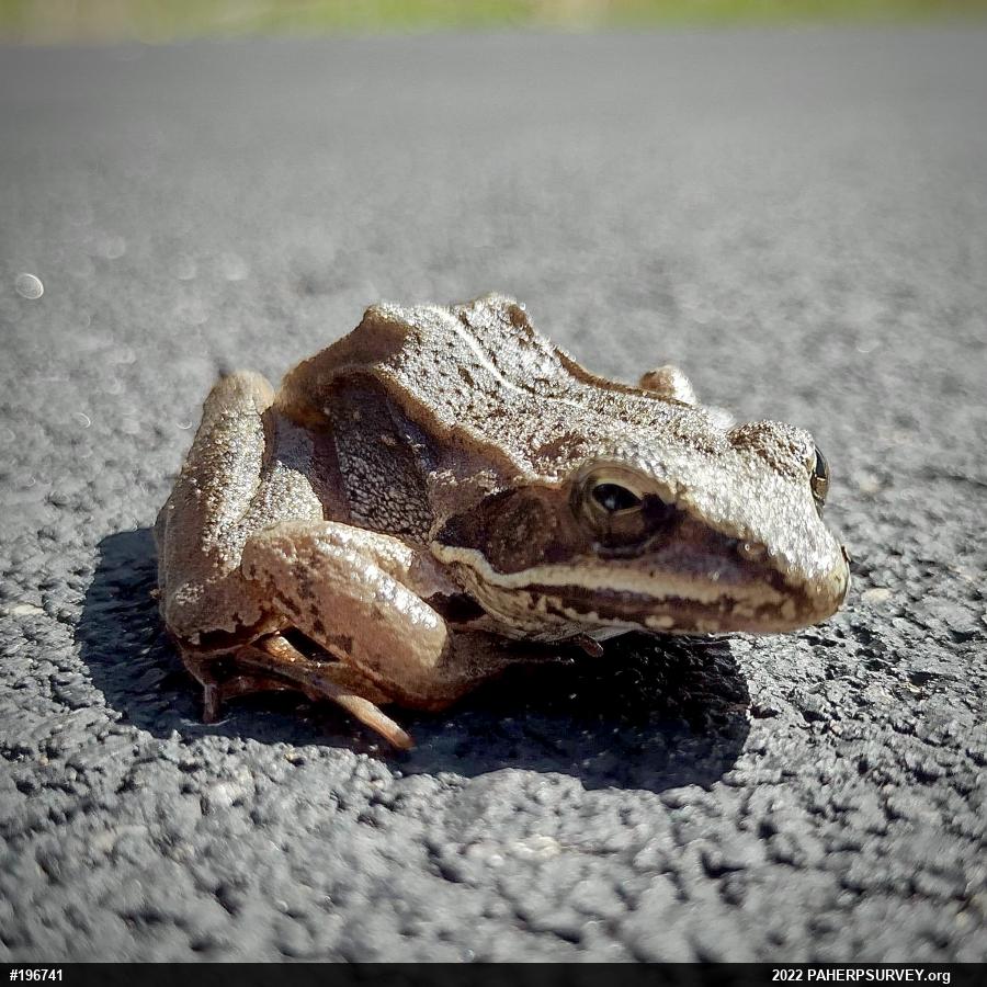 Wood Frog