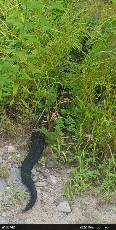 Timber Rattlesnake