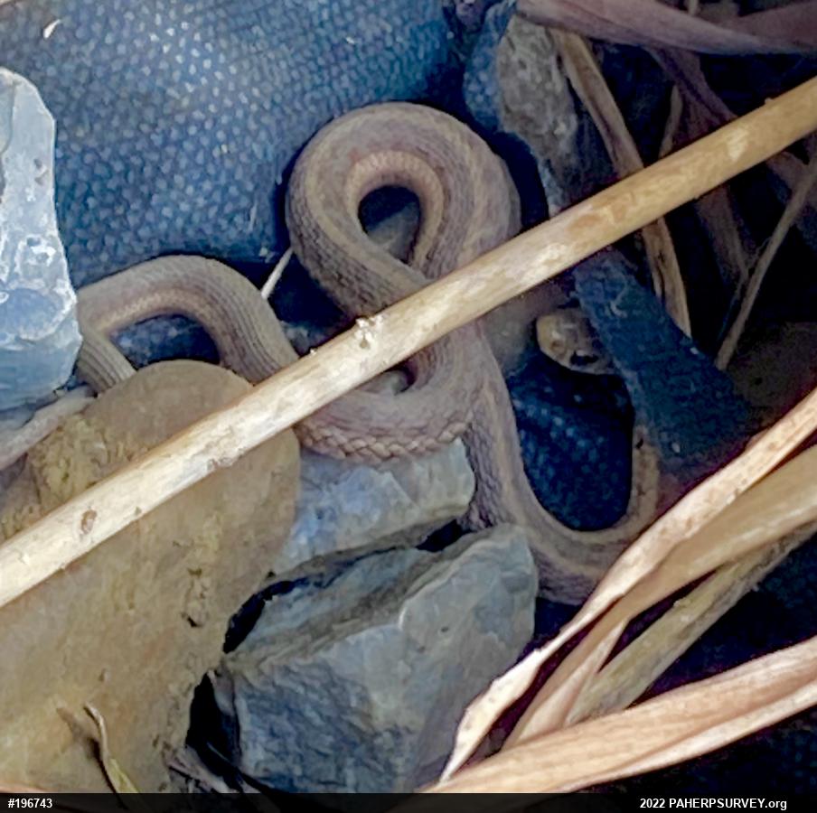 Eastern Gartersnake