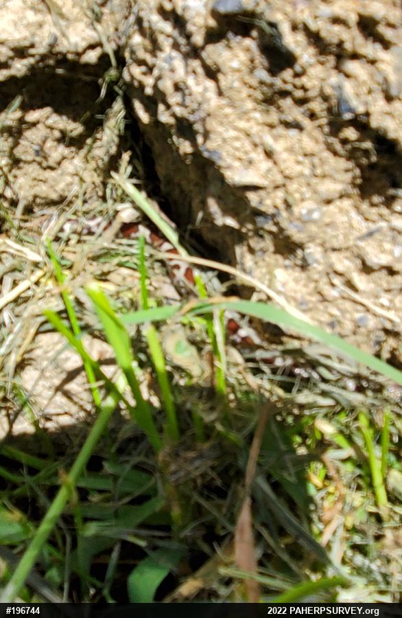 Eastern Milksnake