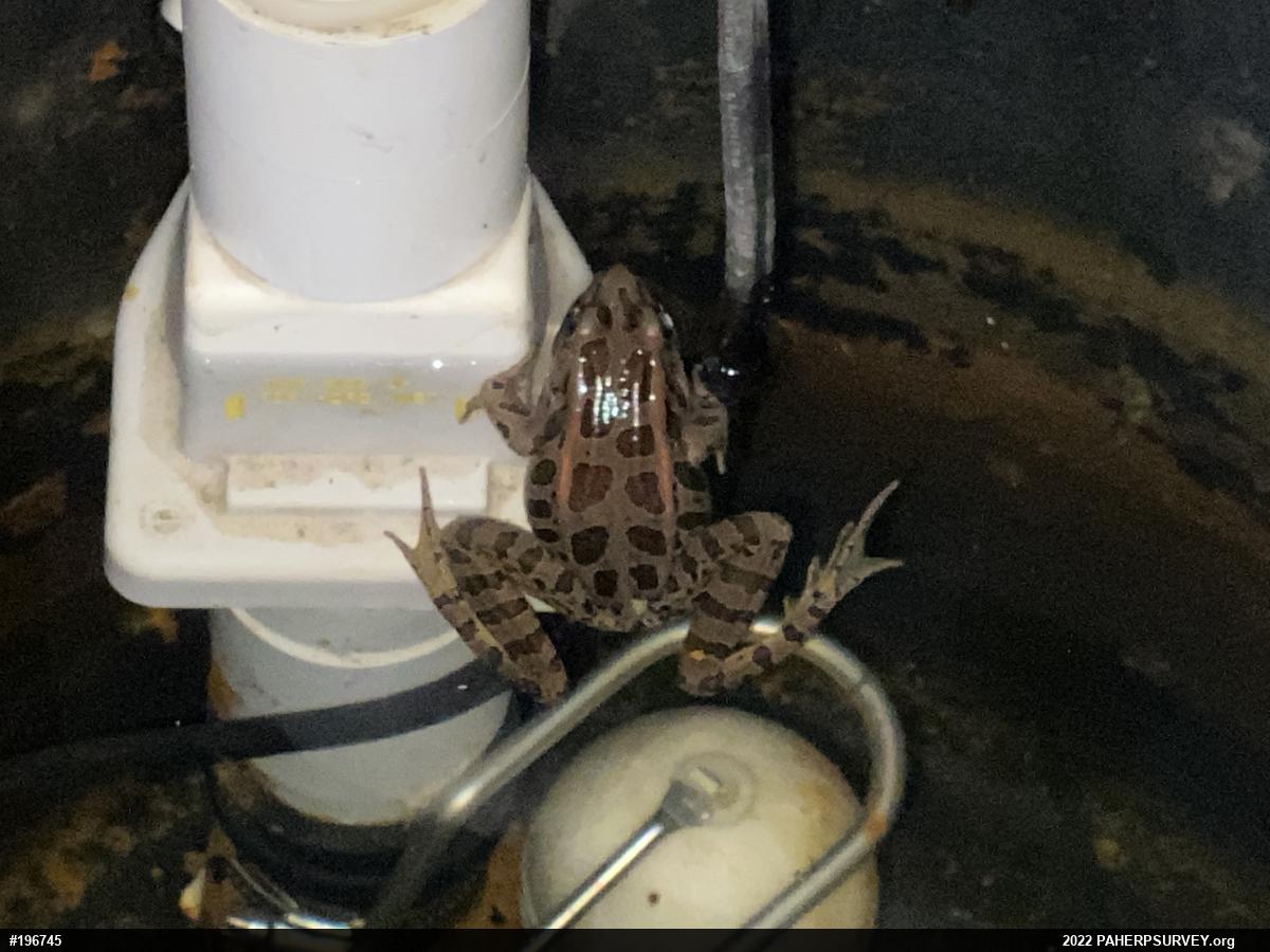 Pickerel Frog