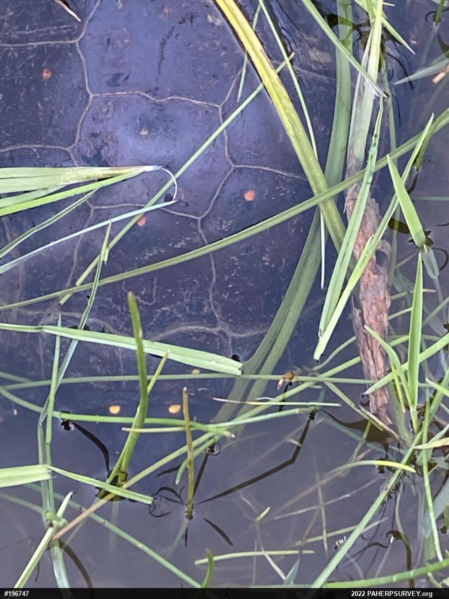 Spotted Turtle