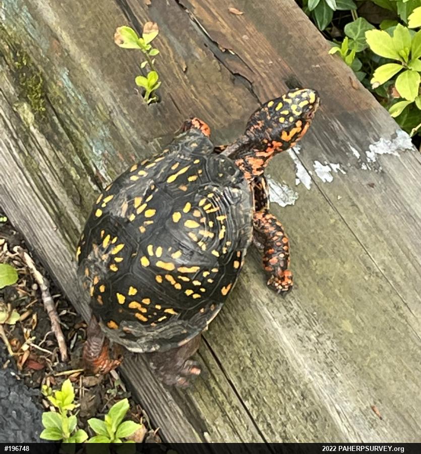 Eastern Box Turtle