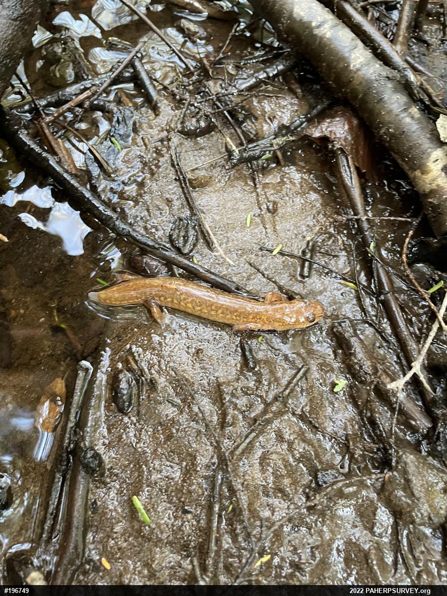 Northern Spring Salamander