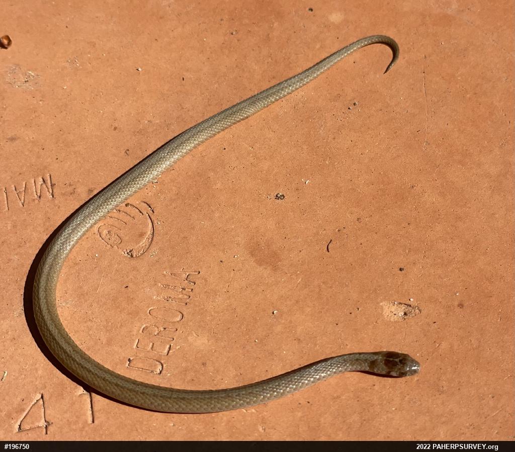 Dekay's Brownsnake