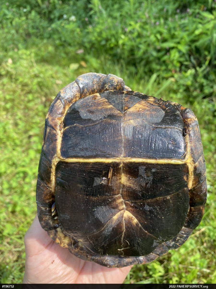 Eastern Box Turtle