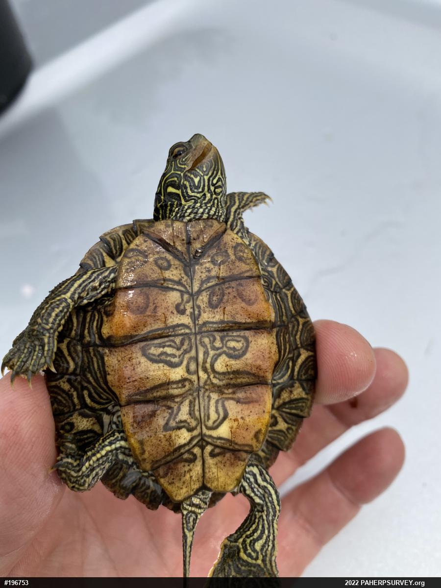 Northern Map Turtle