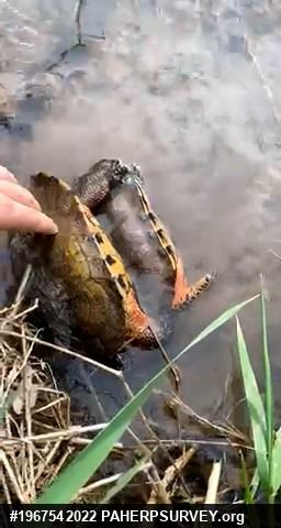 Wood Turtle