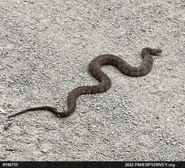 Northern Watersnake