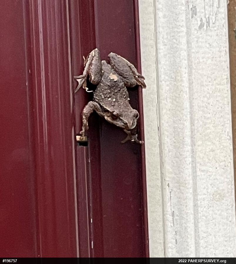 Spring Peeper