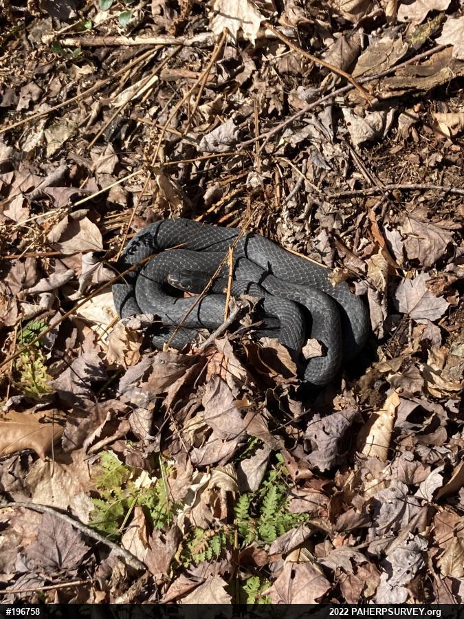 Northern Black Racer