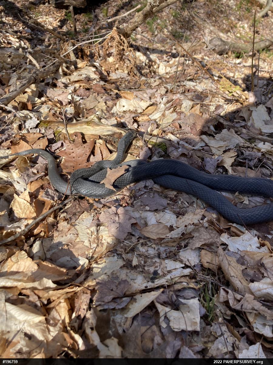 Northern Black Racer
